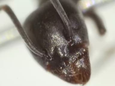 Tapinoma nigerrimum photo 40