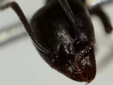 Tapinoma nigerrimum photo 41