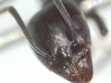 Tapinoma nigerrimum photo 43