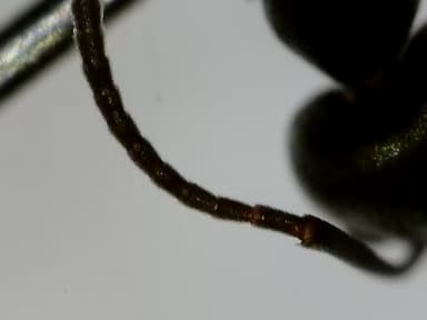 Tapinoma nigerrimum photo 44