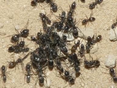 Tapinoma nigerrimum photo 46