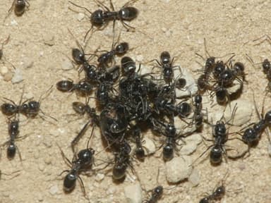 Tapinoma nigerrimum photo 47