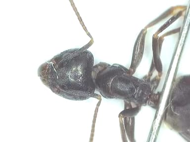 Tapinoma nigerrimum photo 50
