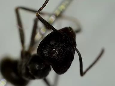 Tapinoma nigerrimum photo 51