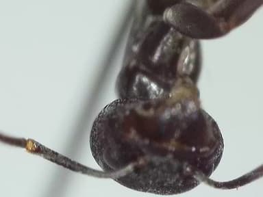 Tapinoma nigerrimum photo 53
