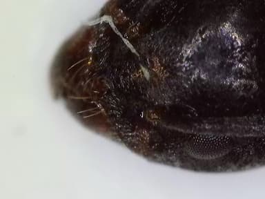 Tapinoma nigerrimum photo 56