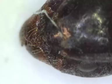Tapinoma nigerrimum photo 57