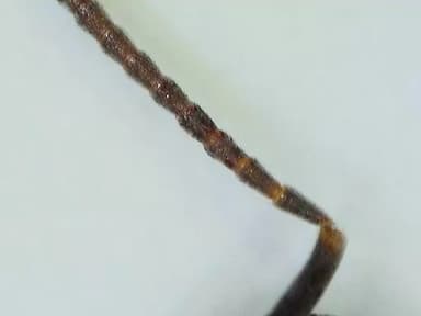 Tapinoma nigerrimum photo 58