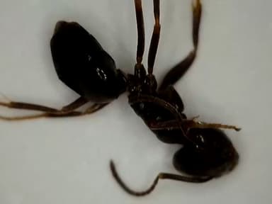 Tapinoma nigerrimum photo 65