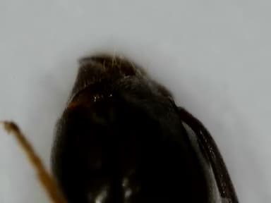 Tapinoma nigerrimum photo 66