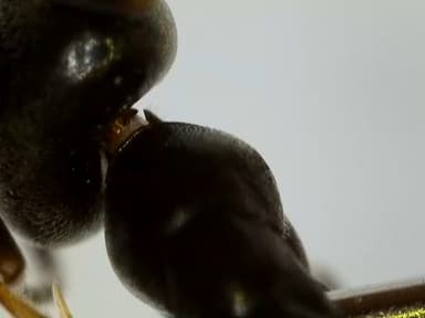 Tapinoma nigerrimum photo 67