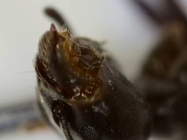 Tapinoma nigerrimum photo 68