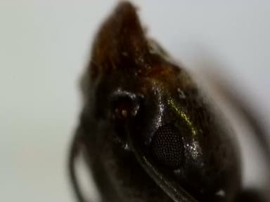 Tapinoma nigerrimum photo 69