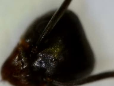 Tapinoma nigerrimum photo 73
