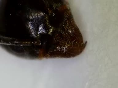 Tapinoma nigerrimum photo 77