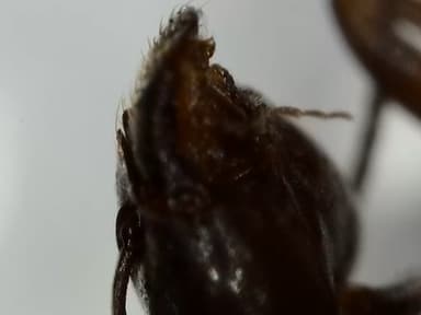 Tapinoma nigerrimum photo 81