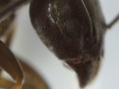 Tapinoma nigerrimum photo 83