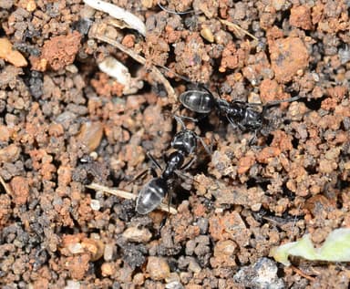 Tapinoma nigerrimum photo 89