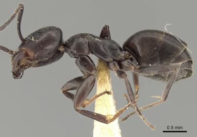 Tapinoma nigerrimum photo 1