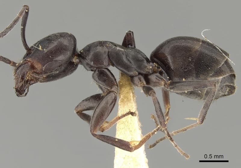 Tapinoma nigerrimum photo 1