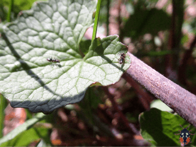 Tapinoma sessile photo 42