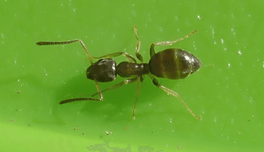 Tapinoma sessile — colony photo 61