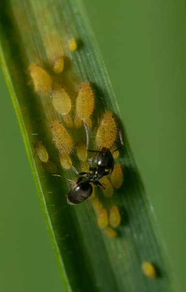 Tapinoma sessile photo 105