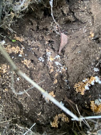 Tapinoma sessile photo 113