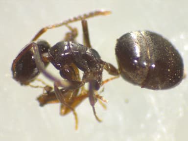 Tapinoma sessile photo 115