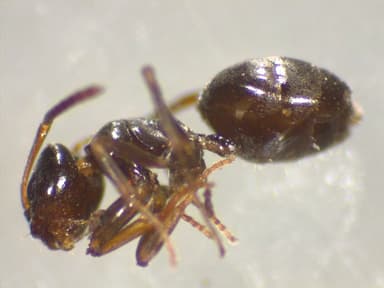 Tapinoma sessile photo 117