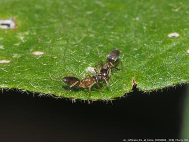 Tapinoma sessile photo 144