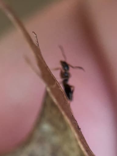 Tapinoma sessile photo 148