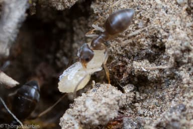 Tapinoma sessile photo 152