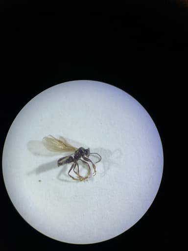 Tapinoma sessile photo 156