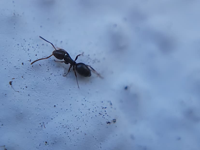 Tapinoma sessile photo 1