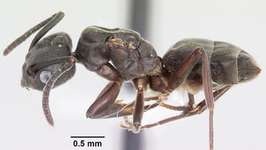 Tapinoma sessile — queen photo 2