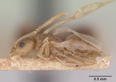 Tapinoma sessile — queen photo 7