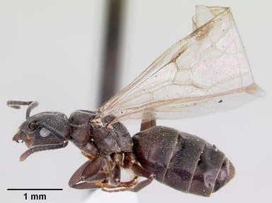 Tapinoma sessile — queen photo 10