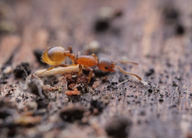 Temnothorax affinis photo 1