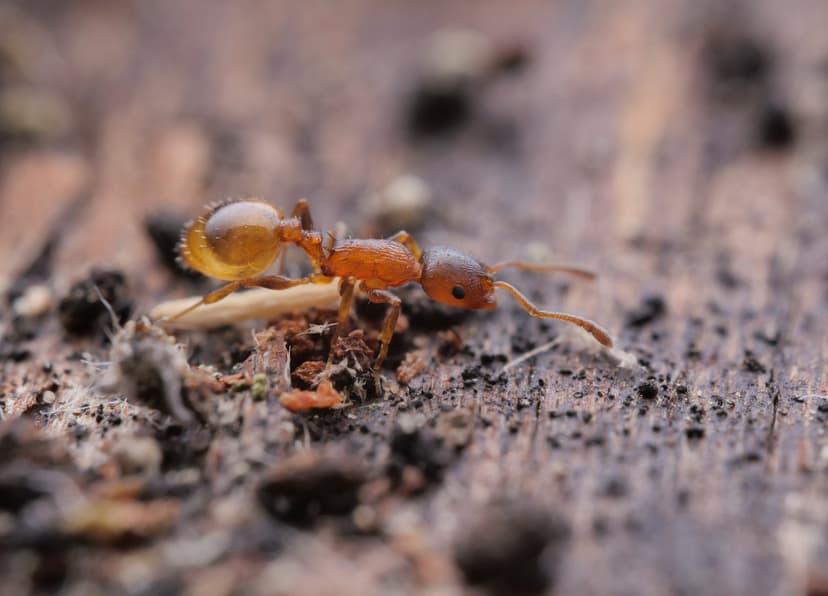 Temnothorax affinis photo 1