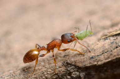 Temnothorax affinis photo 3