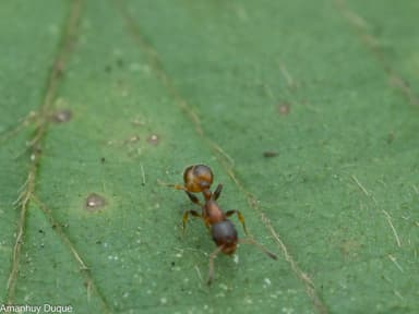 Temnothorax affinis photo 6