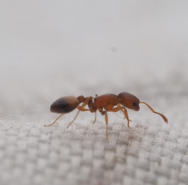 Temnothorax affinis photo 7
