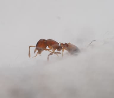 Temnothorax affinis photo 8
