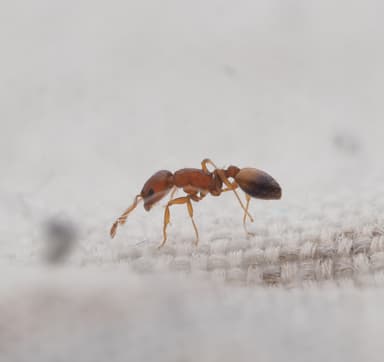 Temnothorax affinis photo 9
