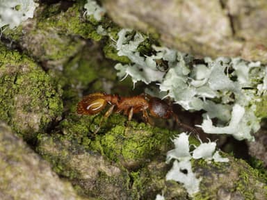 Temnothorax affinis photo 12