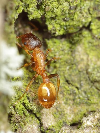Temnothorax affinis photo 13
