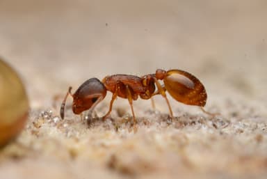 Temnothorax affinis photo 14
