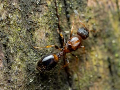 Temnothorax affinis photo 16
