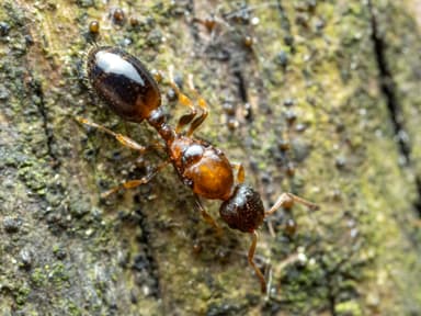 Temnothorax affinis photo 18